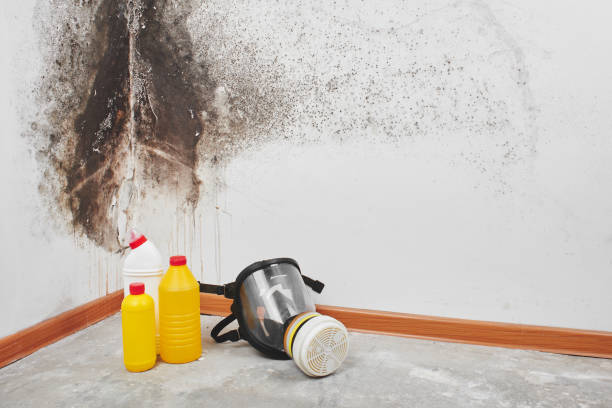 Best Office Mold Removal Services  in Garrison, ND