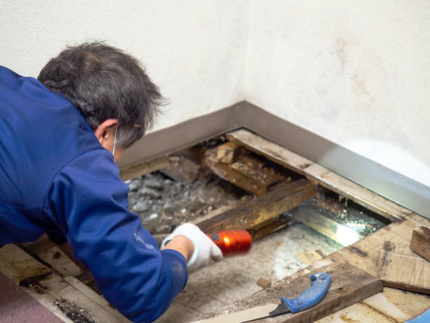 Best Professional Mold Removal  in Garrison, ND
