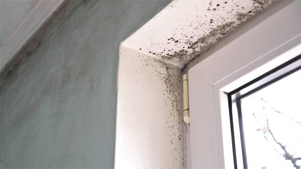 Best Mold Removal Company Near Me  in Garrison, ND