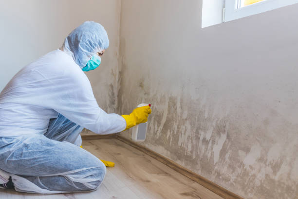 Best Mold Damage Repair  in Garrison, ND