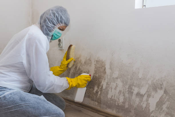Best Attic Mold Removal  in Garrison, ND