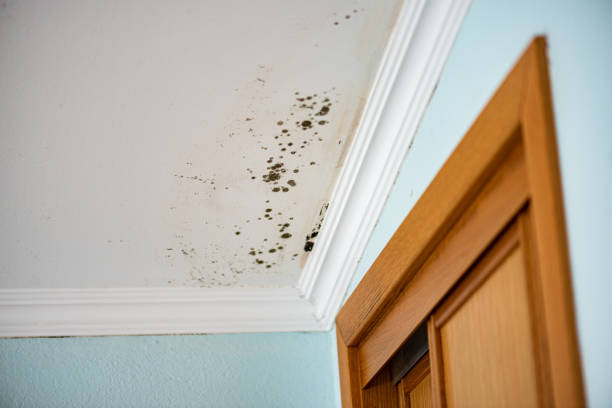 Best Emergency Mold Removal  in Garrison, ND