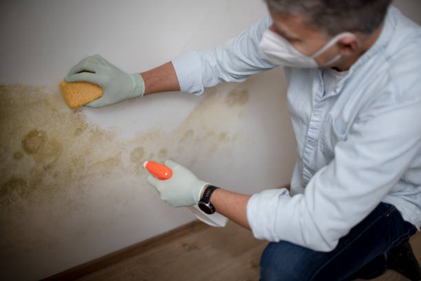 Best Same-Day Mold Removal  in Garrison, ND