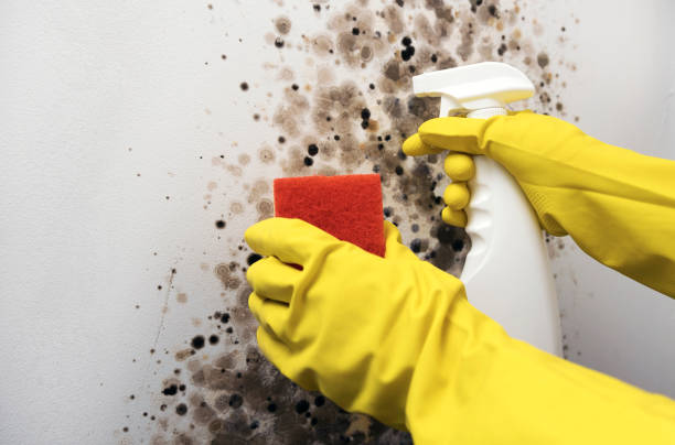 Best Crawl Space Mold Removal  in Garrison, ND