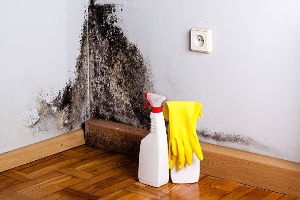 Reliable Garrison, ND Mold Removal Solutions